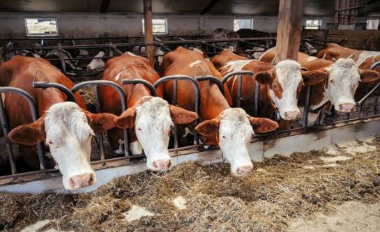 Jak przechowywać i magazynować wysłodziny?