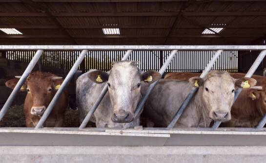 Jak dobrać pojemność paszowozu do potrzeb?