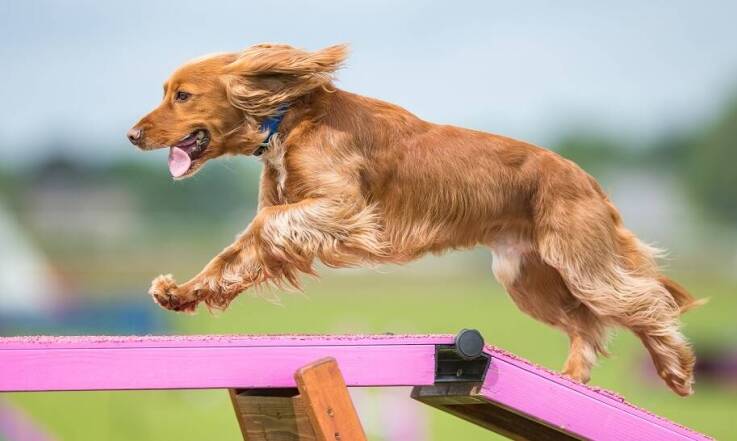 7 najpopularniejszych psich sportów