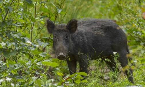 Sposoby na odstraszenie dzikich zwierząt