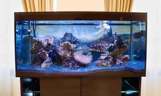 Co to jest akwarium inteligentne?