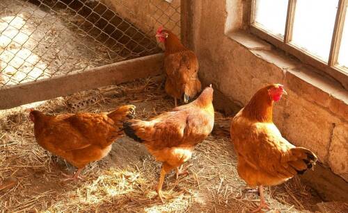 Czym grozi przegrzanie lub niedogrzanie drobiu?