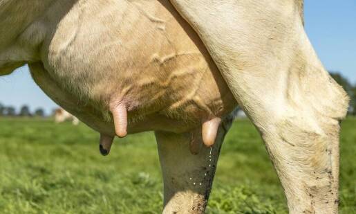 Jak na co dzień dbać o wymiona krów mlecznych?
