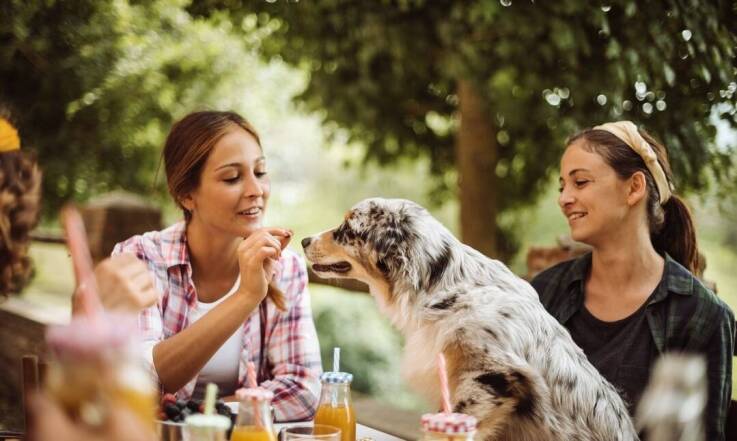 Z psem do restauracji - gdzie szukać odpowiedniego lokalu?