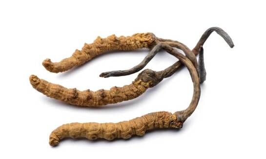 Cordyceps chiński: co cechuje ten unikalny gatunek grzyba?
