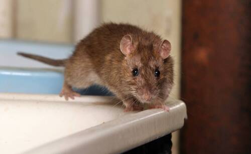 Kiedy należy przeprowadzić deratyzację?