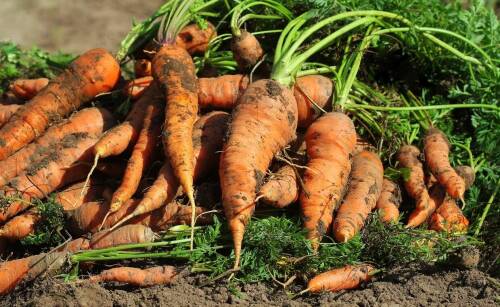 Czym się różni marchew pastewna od jadalnej?