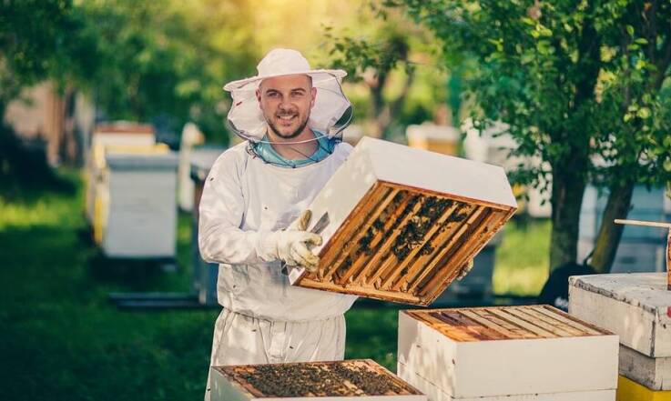 Czym jest i jakie ma zalety fondant pszczeli do podkarmiania?