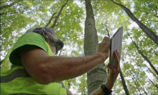 Hierarcha stopni w leśnictwie – od leśniczego do nadleśniczego