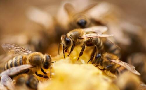 Na co warto zwrócić uwagę, wybierając ciasto pszczele?