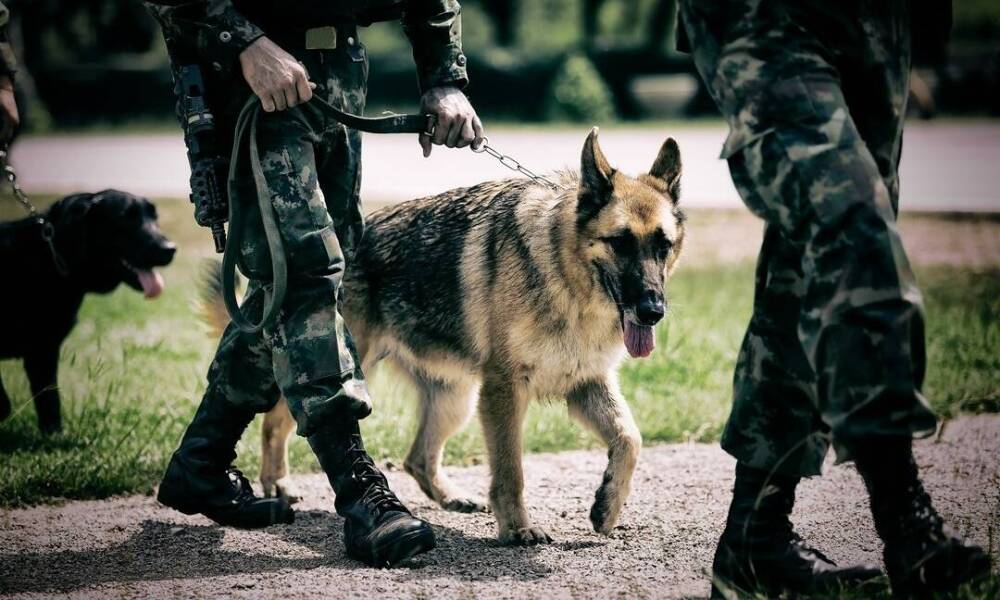 Kiedy warto wyposażyć psa w kask ochronny K9?