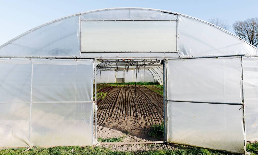 Na czym polega dezynfekcja podłoża w szklarniach?