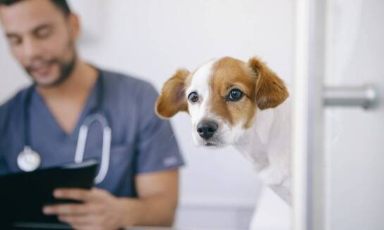 Czipowanie psów - wszystko, co musisz wiedzieć. Poradnik dla właścicieli