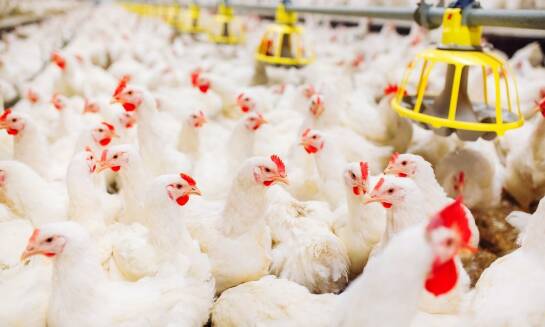 Produkcja jaj kurzych - jak to się odbywa?