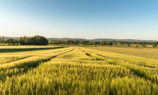 Wyzwania dla rolników uprawiających zboża w kontekście zmieniającego się klimatu