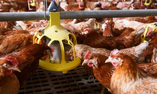 Systemy paszowe dla drobiu i trzody chlewnej - jak dobrać odpowiednią technologię dla swojej hodowli?