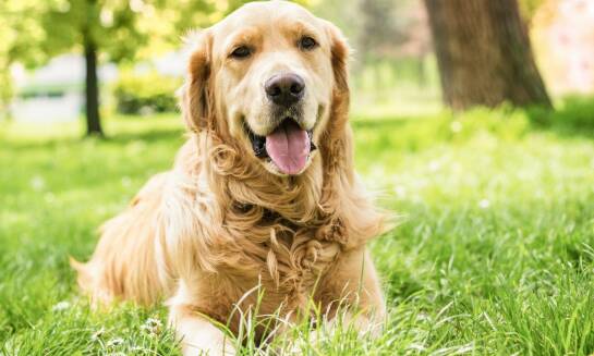 Niewidzialne ogrodzenia dla psa - sposób na bezpieczną przestrzeń dla Twojego pupila