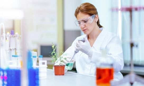 Biogenetic a uprawa marihuany na skalę przemysłową: jak genetyka wpływa na wydajność i jakość plonów?