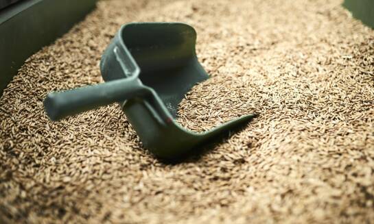 Dlaczego warto zainwestować w kwalifikowany materiał siewny?