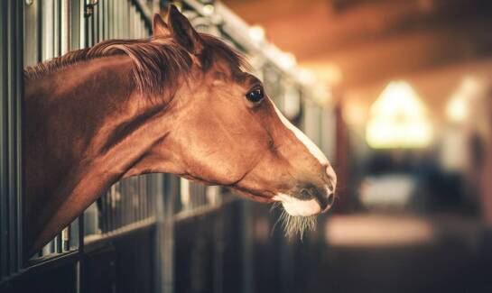 Dla miłośników przyrody - jazda konna w malowniczych okolicach ośrodka