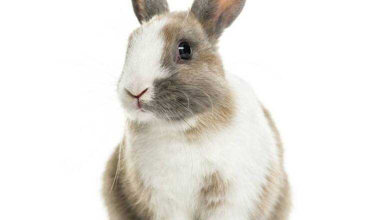 Higiena i pielęgnacja królików i gryzoni: niezbędne akcesoria