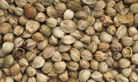 F2seeds: jak genetyka konopi wpływa na efekty medyczne marihuany?