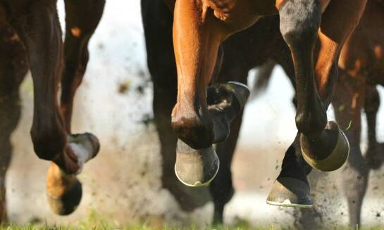 Historia hodowli koni sportowych: od pierwszych prób selekcji do współczesnych osiągnięć