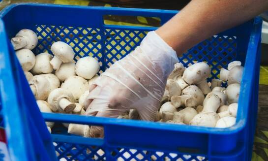 Jak wybrać najwyższej jakości grzyby do przetworzenia?