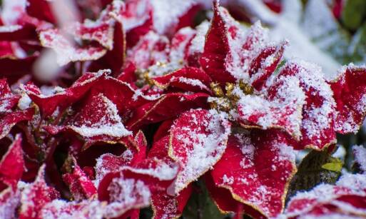 Kluczowe czynniki wpływające na udaną sprzedaż poinsecji w sklepach detalicznych