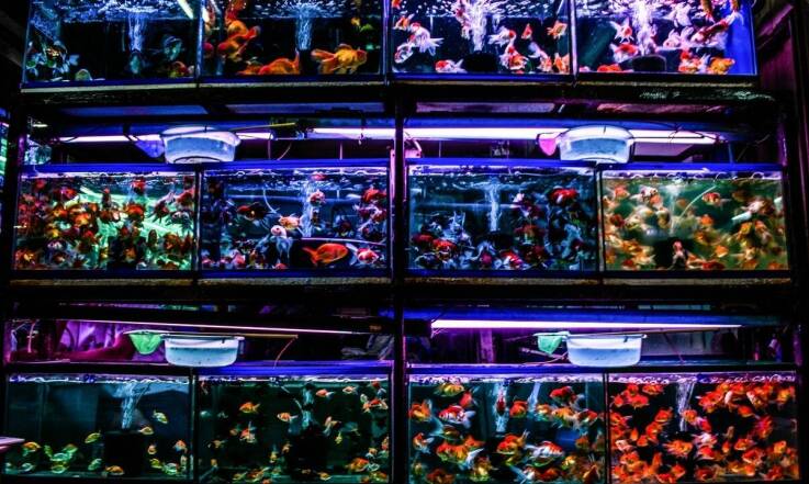 Akwarium 120l w biurze: korzyści z posiadania zbiornika w miejscu pracy