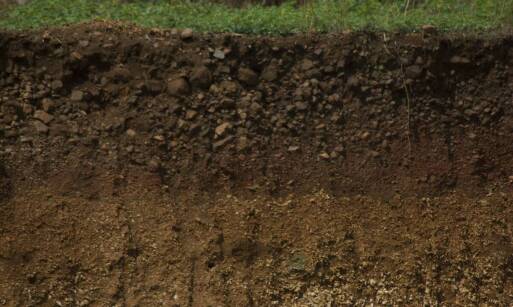 Wpływ mikroorganizmów glebowych na kondycję roślin uprawnych