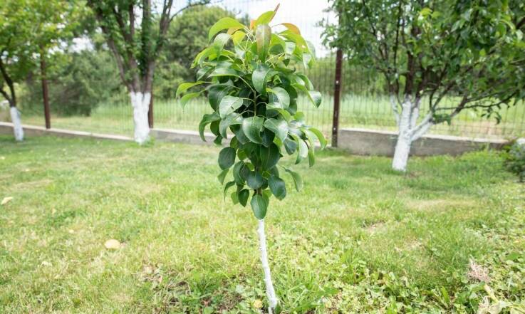 Jakie są najczęstsze błędy przy wyborze podkładek wegetatywnych?