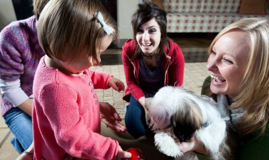 Domy dla psów ze schroniska a adopcje międzynarodowe: czy to możliwe?