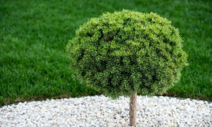 Jodła kaukaska w ogrodzie skalnym – czy to dobry pomysł?