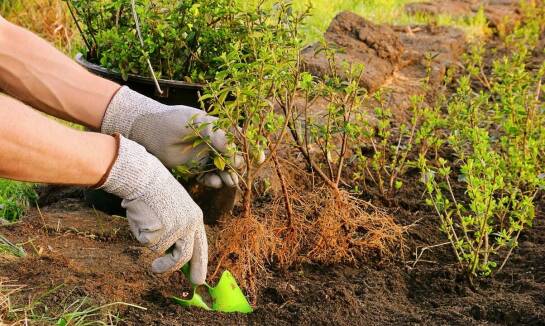 Najczęstsze błędy przy wyborze sadzonek drzew i jak ich unikać