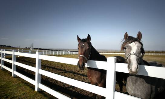 Jakie są korzyści płynące z posiadania koni KWPN w stajni?