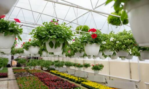 Najlepsze rośliny ogrodowe na balkon – oferta szkółek we Wrocławiu