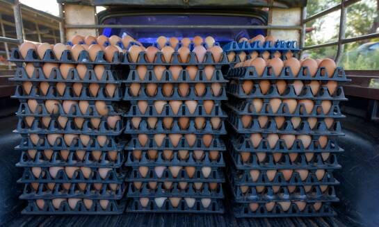 Jak dbać o świeżość i jakość dystrybuowanej żywności?