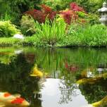 Pielęgnacja roślin w oczkach wodnych - co musisz wiedzieć?