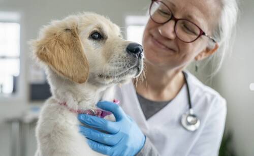Jakie są różnice między pierwszymi a powtórnymi szczepieniami zwierząt?