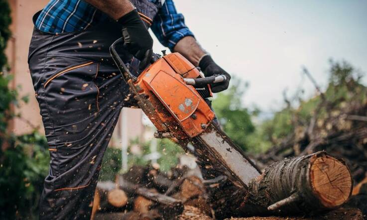 wycinanie drzew szczecin