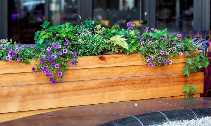 Jakie choroby mogą zagrażać roślinom z surfinia nasion i jak im zapobiegać?