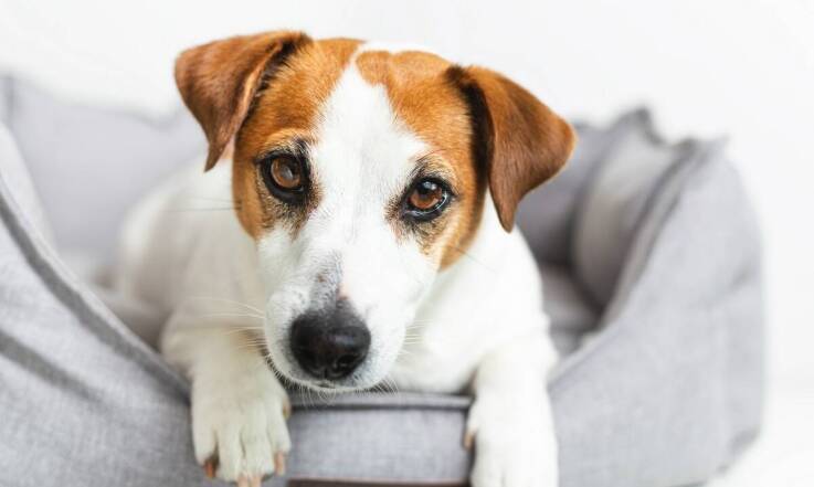 Jakie warunki oferuje hotel dla psów w Warszawie dla ras trudnych?