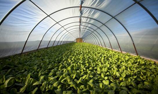 Foliowiec ogrodowy a ochrona przed szkodnikami – jak zwiększyć plony?