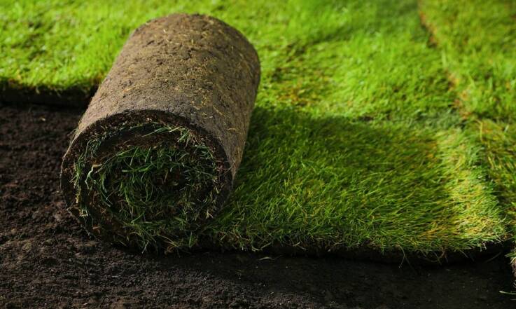 Jakie są zalety trawy rolowanej w porównaniu do tradycyjnego siewu?