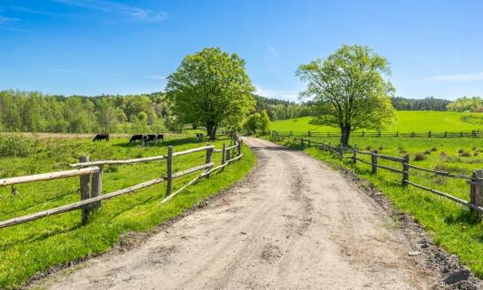 Jak skutecznie sprzedać bydło i uzyskać najlepszą cenę?