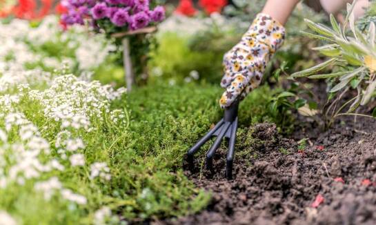 Jak czyszczenie działek wpływa na sukces nasadzeń zastępczych?