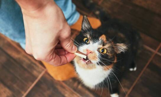 Hipoalergiczne karmy dla kota a ich rola w profilaktyce zdrowotnej zwierząt