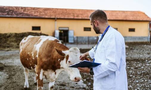 Dlaczego kontrola weterynaryjna jest kluczowa dla jakości mięsa?