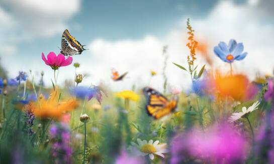 Wysiew poplonów jako sposób na zwiększenie bioróżnorodności w rolnictwie dolnośląskim